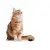Royal Canin Digestive Care karma mokra w sosie dla kotów dorosłych, wrażliwy przewód pokarmowy saszetka 85g-1472565