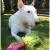 Dingo Zabawka dla psa - Szarpak Mop Bungee z piłką różowy-1480131