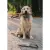 Dingo Zabawka dla psa - Szarpak z juty z uchwytem 60/8cm-1480175
