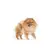 Royal Canin Pomeranian Adult karma mokra dla psów dorosłych rasy szpic miniaturowy, pasztet saszetka 85g-1552609