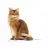 Royal Canin Light Weight Care w galaretce karma mokra dla kotów dorosłych, z tendencją do nadwagi saszetka 85g-169745