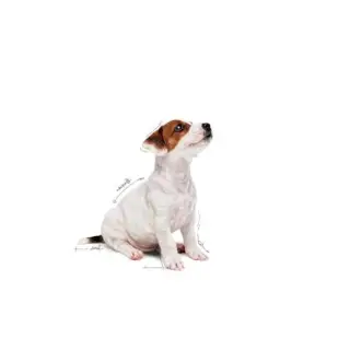 Royal Canin Mini Puppy karma mokra w sosie dla szczeniąt, od 2 do 10 miesiąca życia, ras małych saszetka 85g-1701436