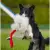 Dingo Zabawka dla psa - Szarpak Naturalne futro owcze bungee różowy-1703168
