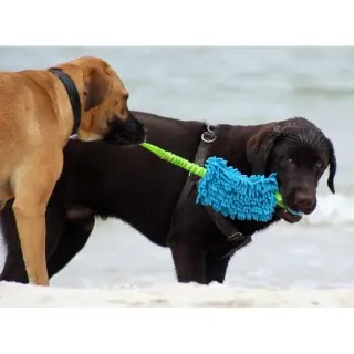 Dingo Zabawka dla psa - Szarpak Mop Bungee z piłką niebieski-1747921