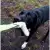 Dingo Zabawka dla psa - Szarpak Wełna owcza z rączką bungee zielony-1747951