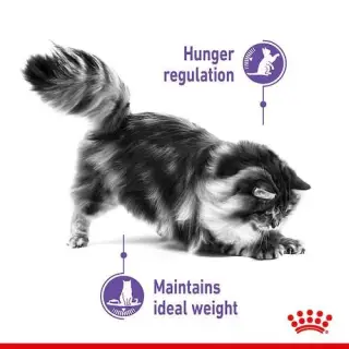 Royal Canin Appetite Control Care karma mokra w galaretce dla kotów dorosłych, domagających się jedzenia saszetka 85