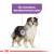Royal Canin CCN Medium Sterilised 3kg - psy sterylizowane