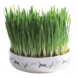 Trixie Miska ceramiczna z trawą dla kota 15cm